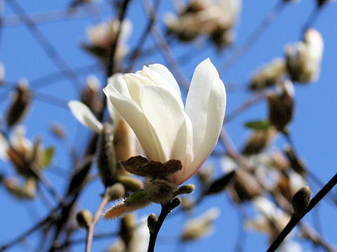 Magnolia tomentosa