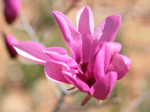 Magnolia tomentosa