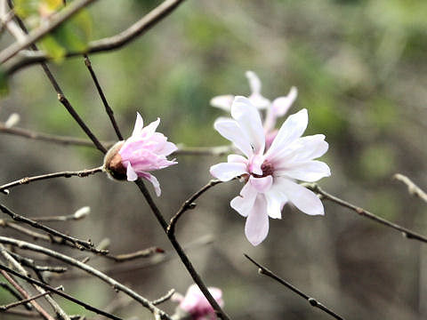 Magnolia tomentosa