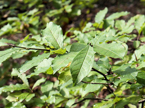 Magnolia tomentosa