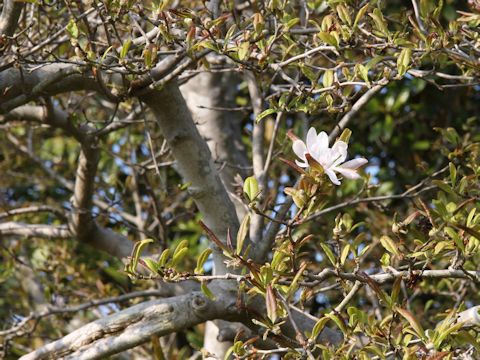 Magnolia tomentosa