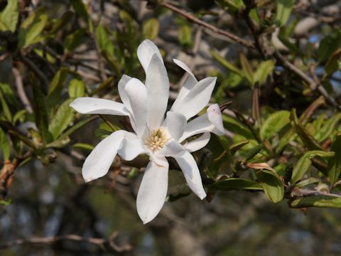 Magnolia tomentosa