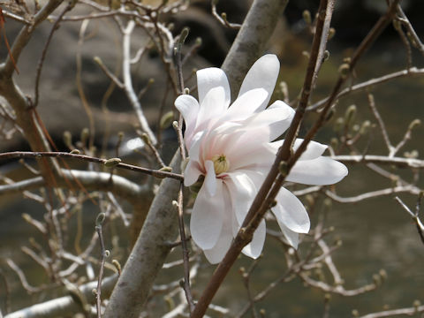 Magnolia tomentosa