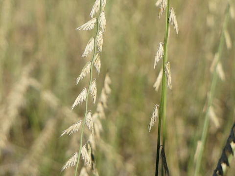 Bouteloua curtipendula