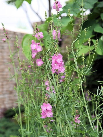 Sidalcea malviflora