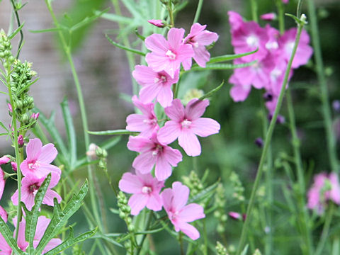 Sidalcea malviflora