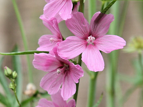 Sidalcea malviflora