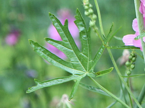 Sidalcea malviflora