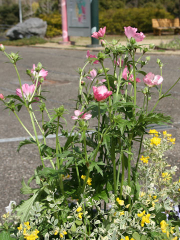 Sidalcea malviflora