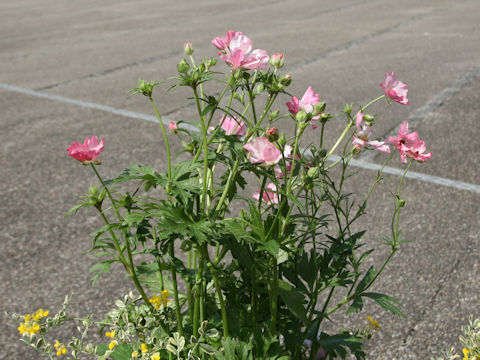 Sidalcea malviflora