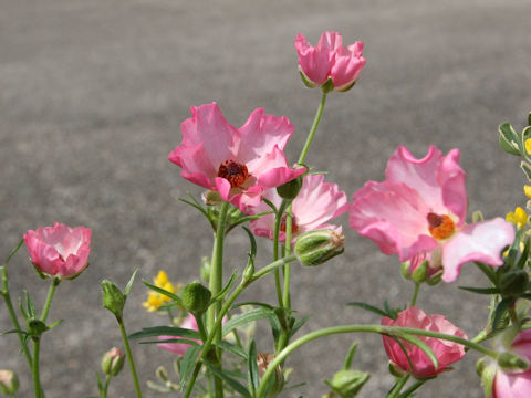 Sidalcea malviflora