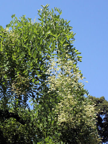 Sophora japonica var. pendula