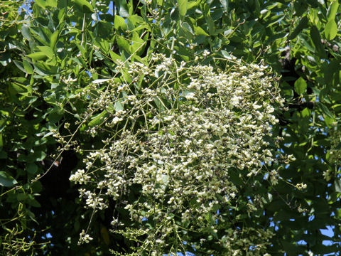 Sophora japonica var. pendula