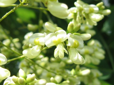 Sophora japonica var. pendula