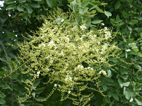 Sophora japonica var. pendula