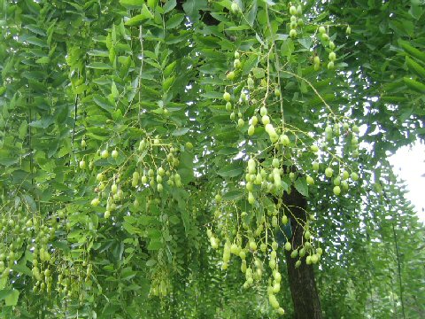 Sophora japonica var. pendula