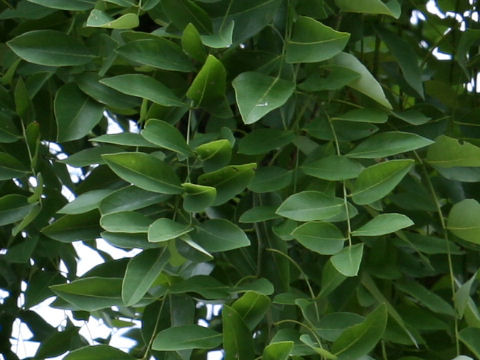 Sophora japonica var. pendula