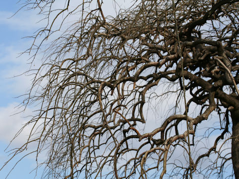 Sophora japonica var. pendula