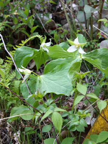 Trillium tschonoskii