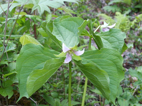 Trillium tschonoskii