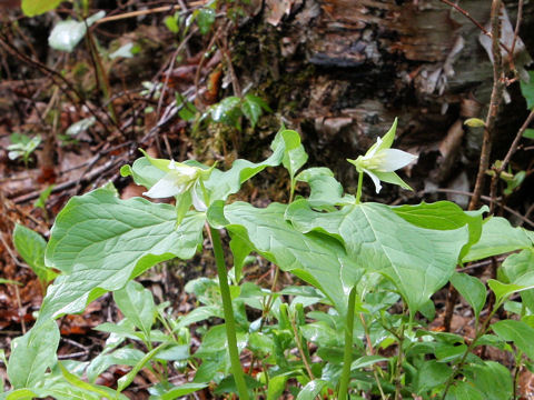 Trillium tschonoskii