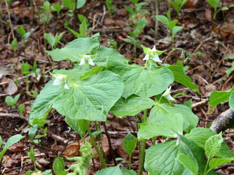 Trillium tschonoskii