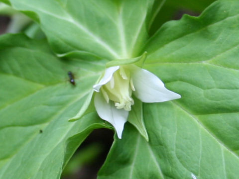 Trillium tschonoskii