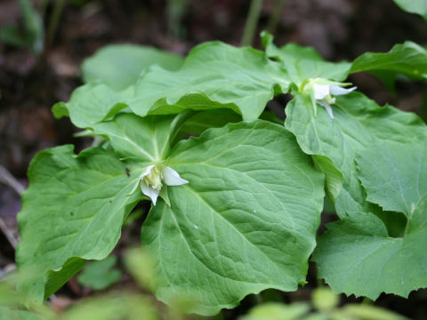 Trillium tschonoskii