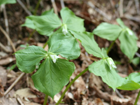 Trillium tschonoskii