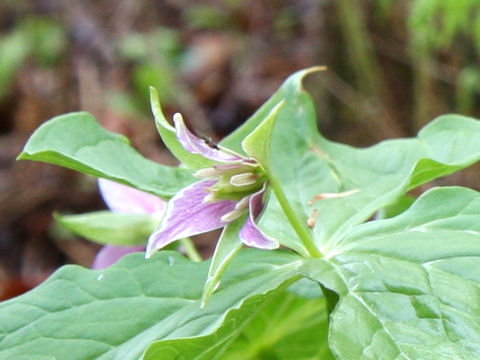 Trillium tschonoskii