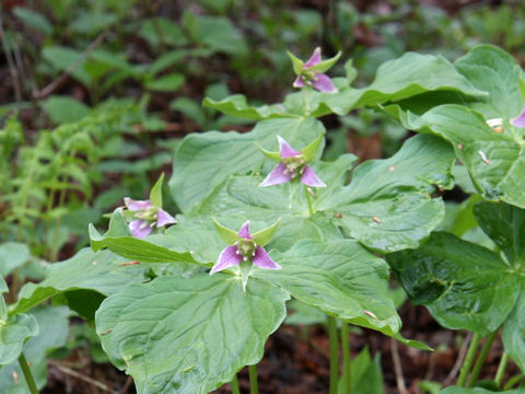 Trillium tschonoskii