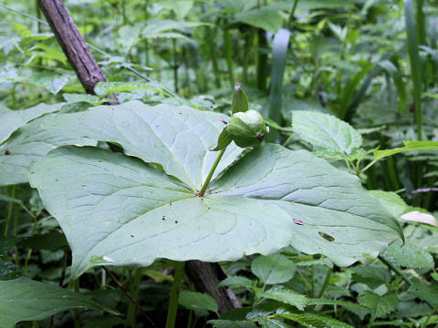 Trillium tschonoskii