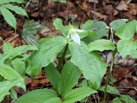 Trillium tschonoskii