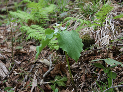 Trillium tschonoskii