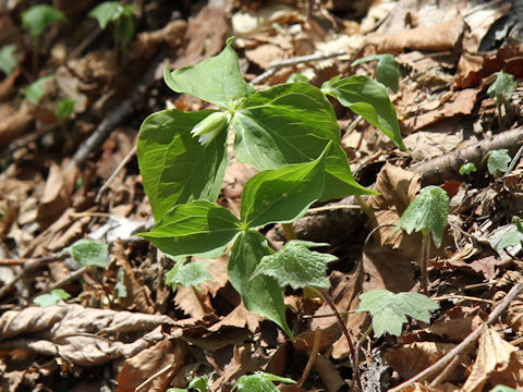 Trillium tschonoskii