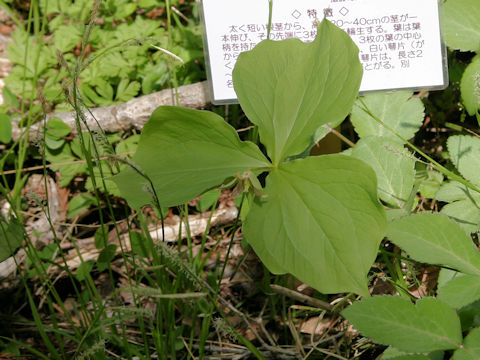 Trillium tschonoskii
