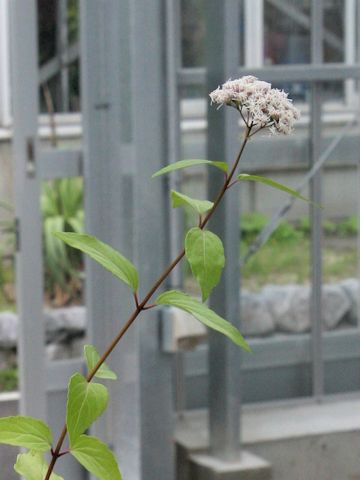 Eupatorium luchuense