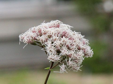 Eupatorium luchuense