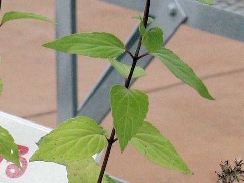 Eupatorium luchuense