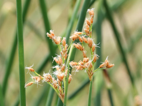 Scirpus tabernaemontani f. zebrinus