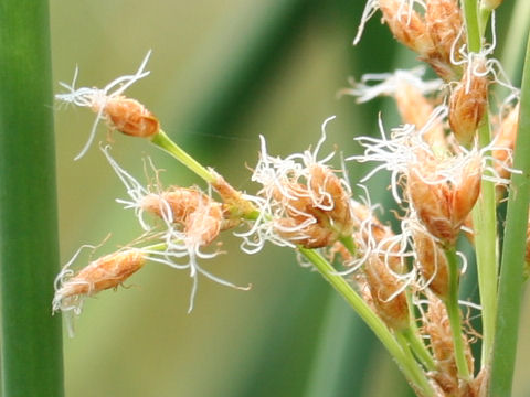 Scirpus tabernaemontani f. zebrinus