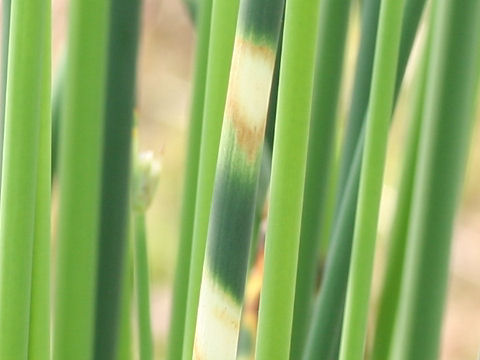 Scirpus tabernaemontani f. zebrinus