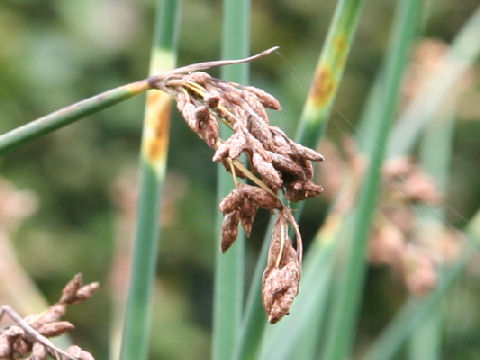 Scirpus tabernaemontani f. zebrinus