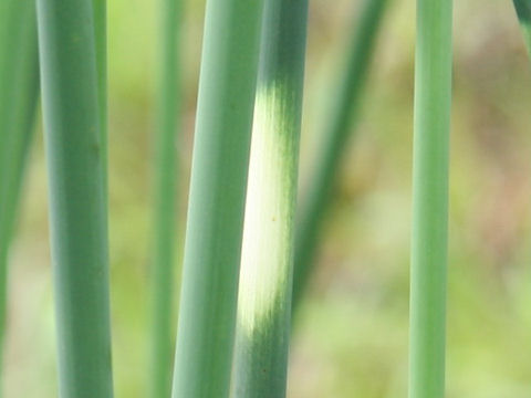 Scirpus tabernaemontani f. zebrinus