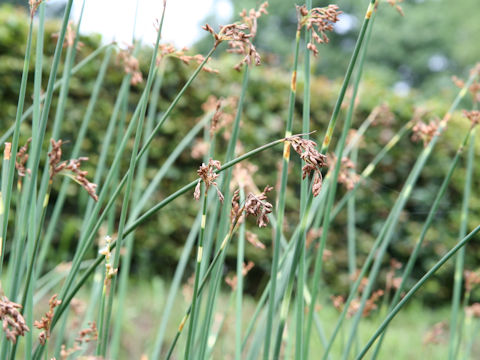 Scirpus tabernaemontani f. zebrinus