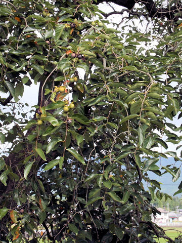 Diospyros kaki cv. Pendula