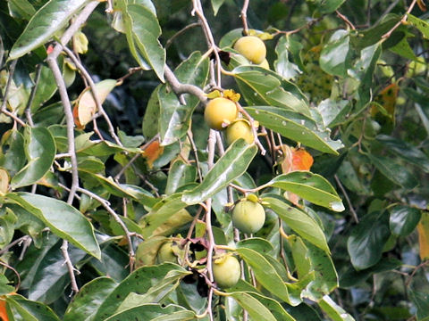 Diospyros kaki cv. Pendula