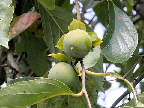 Diospyros kaki cv. Pendula