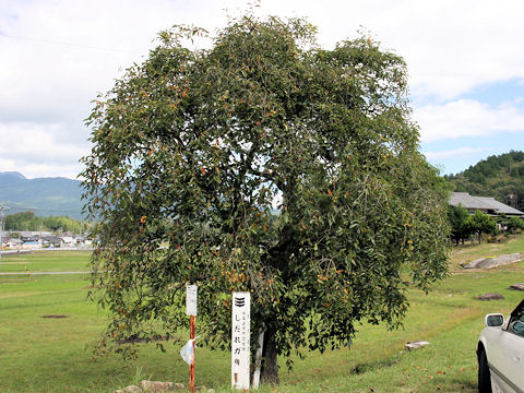 Diospyros kaki cv. Pendula