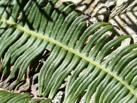 Blechnum niponicum